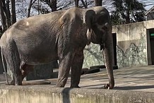Hanako, l'éléphant enfermé depuis 61 ans, émeut le Web