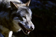 Norvège : 11 571 chasseurs pour tuer 16 loups