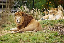 Le zoo de Londres propose de dormir parmi les lions
