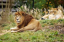 Le zoo de Londres propose de dormir parmi les lions
