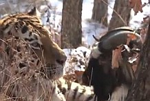 (Vidéo) Dans un zoo russe, le tigre Amour devient l'ami du bouc Timour qu'il était censé manger 
