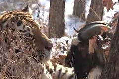 (Vidéo) Dans un zoo russe, le tigre Amour devient l'ami du bouc Timour qu'il était censé manger 
