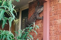 Australie: Il découvre un lézard d'1,5 mètre sur le mur de sa maison
