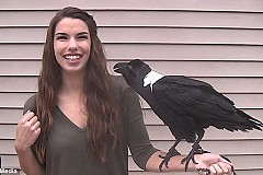 (Vidéos) Ce corbeau est capable d’imiter la voix humaine (Vidéos) Ce corbeau est capable d’imiter la voix humaine