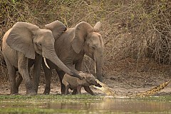 (Photos) Un éléphanteau mordu à la trompe par un crocodile