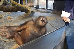 (Vidéo) La réaction désopilante d'un orang-outan face à un tour de magie