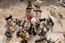 (Photos) Chine : Ancien millionnaire, il se ruine pour sauver des milliers de chiens