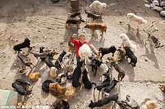 (Photos) Chine : Ancien millionnaire, il se ruine pour sauver des milliers de chiens (Photos) Chine : Ancien millionnaire, il se ruine pour sauver des milliers de chiens