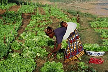 La femme rurale célébrée à Ferkessédougou
