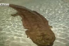 (Vidéo) Une salamandre de 200 ans retrouvée vivante en Chine