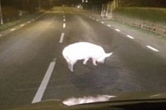 Suède : Destinée à finir en jambon, mais sauvée par Facebook Suède : Destinée à finir en jambon, mais sauvée par Facebook