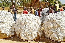 Côte d'Ivoire / PSAC: la filière coton accélère la réalisation de ses actions    