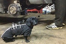 (Photos) ToolDog, le premier chien mécanicien au monde 