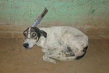 Un chien errant découvert avec un couteau planté dans la tête