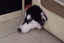 (Vidéo) Quand un chien se retrouve avec la tête coincée dans le canapé