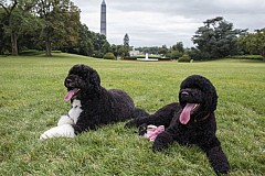 Etats-Unis : Il voulait kidnapper le chien d'Obama Etats-Unis : Il voulait kidnapper le chien d'Obama