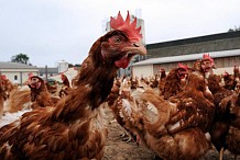 (Vidéo) Il enlève des poules et réclame une rançon payée… en sexe