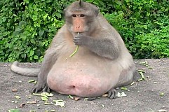 (Vidéo) Avez-vous déjà vu un singe obèse ? 