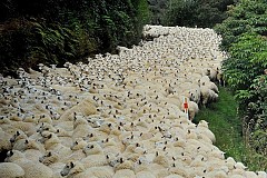 Nouvelle-Zélande: Des hommes en fuite arrêtés grâce à des moutons