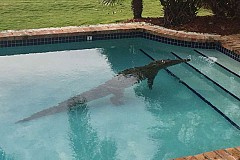 Etats-Unis: Il trouve un crocodile de 2,40 m dans sa piscine