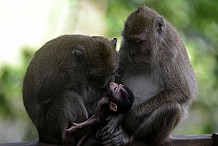 Des chercheurs chinois créent des singes «autistes»
