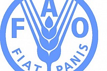 Les biotechnologies agricoles au service des petits exploitants (FAO)