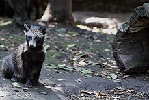 Le Tanuki, mi-chien-mi raton laveur, fait craquer internet