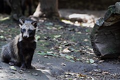 Le Tanuki, mi-chien-mi raton laveur, fait craquer internet