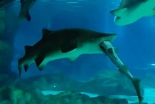 (Vidéo) Corée du Sud: Un requin dévore son compagnon d'aquarium mais peine à le digérer
