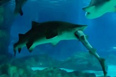 (Vidéo) Corée du Sud: Un requin dévore son compagnon d'aquarium mais peine à le digérer
