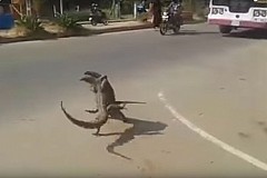 (Vidéo) Street fight: Deux lézards géants se battent au milieu de la route