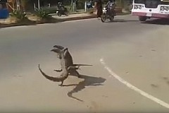 (Vidéo) Street fight: Deux lézards géants se battent au milieu de la route (Vidéo) Street fight: Deux lézards géants se battent au milieu de la route
