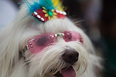 Brésil : A Copacabana, les chiens aussi ont droit à leur carnaval Brésil : A Copacabana, les chiens aussi ont droit à leur carnaval