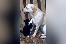 (Vidéo) Qui a dit que les chats n’aimaient pas les chiens ? 