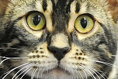 Il brûle vif le chat de sa compagne et le jette par la fenêtre : 2 ans ferme Il brûle vif le chat de sa compagne et le jette par la fenêtre : 2 ans ferme