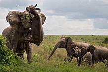 (Photos) Kenya : Un buffle projeté dans les airs par une éléphante
