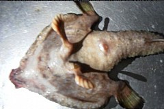 Un «poisson mutant» découvert en mer des Caraïbes Un «poisson mutant» découvert en mer des Caraïbes