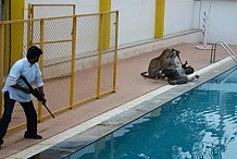 Un léopard blesse cinq personnes dans une école en Inde