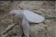 Australie: Un rare specimen de tortue marine albinos découvert sur une plage