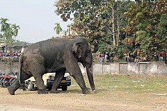 (Photos) Inde: Un éléphant fait des dégâts en pleine ville