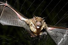 Pérou : Des chauve-souris vampires tuent 12 enfants