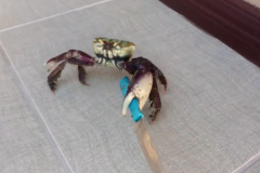 (Vidéo) Un crabe armé d’un couteau menace un homme 
