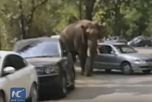 (Vidéo) Victime d’un chagrin d’amour, un éléphant se venge en détruisant une vingtaine de voitures