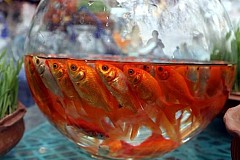 Japon : Elle force son ado à avaler 30 poissons rouges
