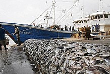 Une loi pour favoriser le développement de la pêche adoptée par le gouvernement 