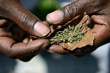 Côte d'Ivoire: 100 g de cannabis saisis dans un foyer pour élèves