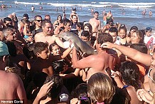 Des touristes tuent un bébé dauphin pour quelques photos