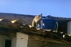 (Vidéo) Brésil: Un singe menace les clients d’un bar avec un couteau