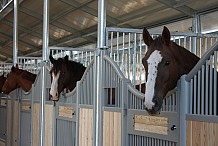 Deux hommes interpellés après avoir violé des chevaux dans une écurie