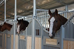 Deux hommes interpellés après avoir violé des chevaux dans une écurie Deux hommes interpellés après avoir violé des chevaux dans une écurie